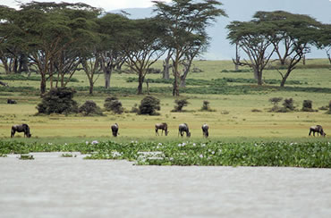 Lake Naivasha