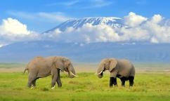 3 Days Amboseli Wildlife Safari