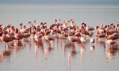 4-Day Lake Naivasha, Nakuru and Masai Mara Safari