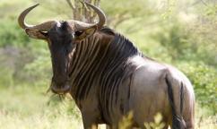5-Day Amboseli, Lake Naivasha and Masai Mara 
