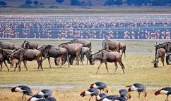 8-Day Tanzania and Kenya Safari