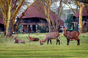 Lake Naivasha Sopa Lodge