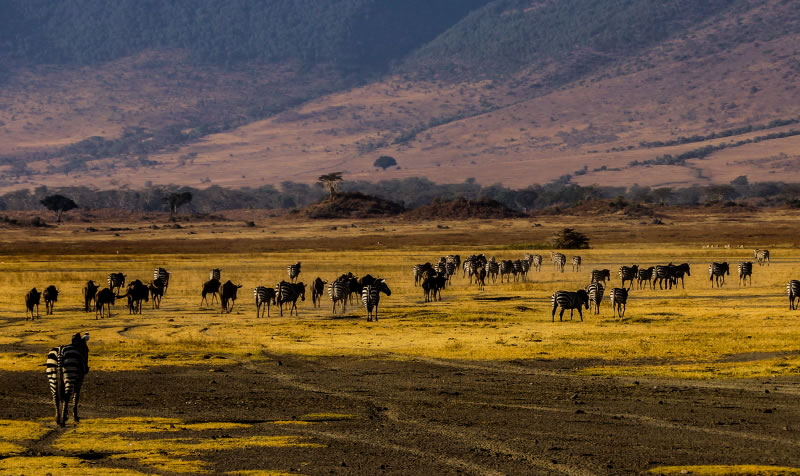4 Days Best of Tanzania Safari