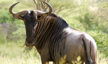 6-Day Masai Mara, Amboseli, Lake Nakuru & Lake Naivasha