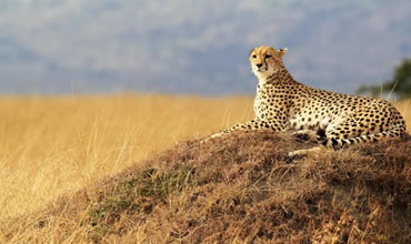 8-Day Kenya Family Holiday Safari